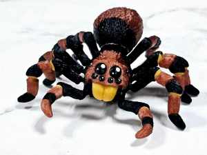 Carolyn's Classroom Critters: Spider (Tarantula)
